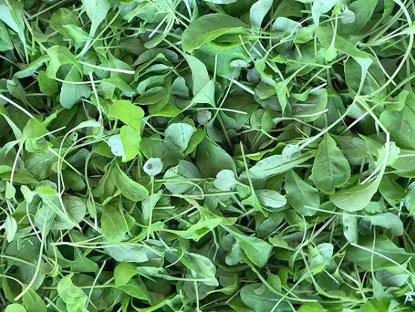 Arugula