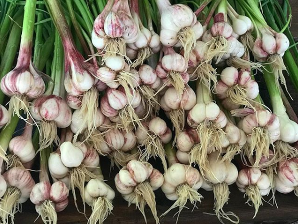 Green Garlic - Transplanting Traditions Community Farm