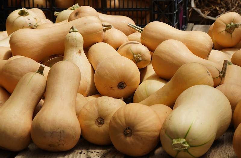 Butternut Squash