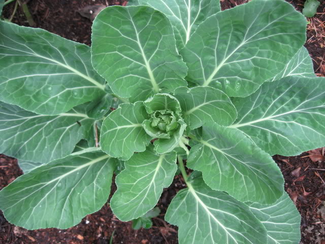 Collards Transplanting Traditions Community Farm