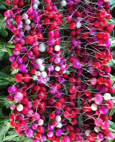 Radishes