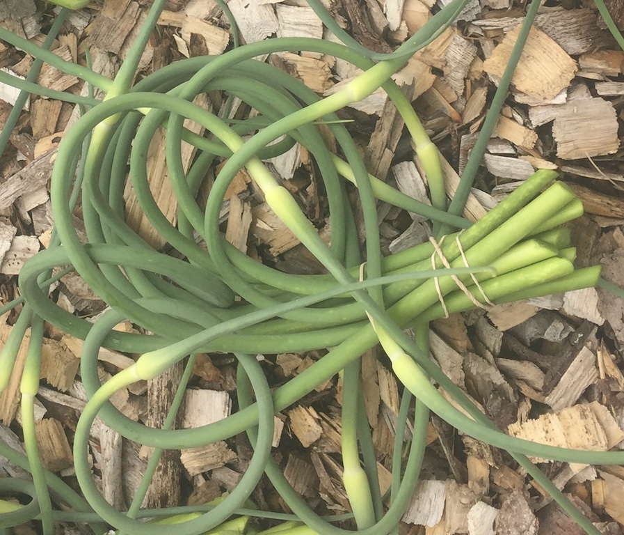 Garlic Scapes