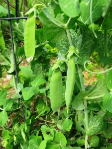 Sugar Snap Peas