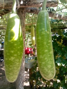 Water Gourd