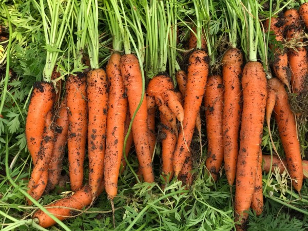 Carrots