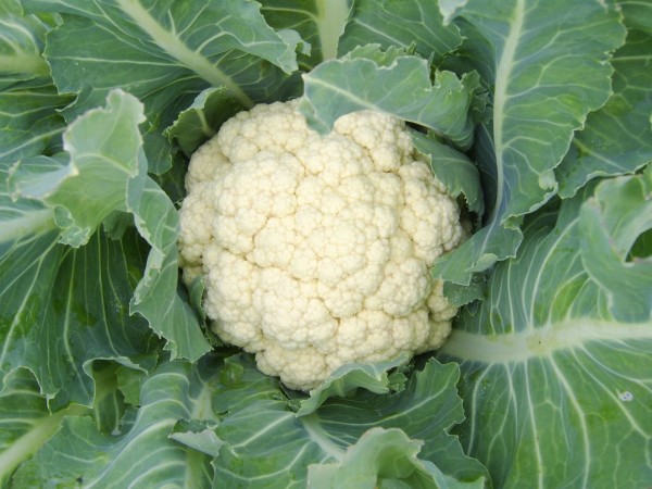 Cauliflower