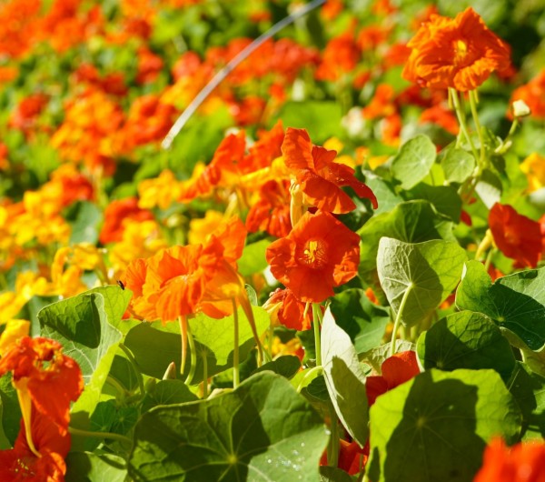 Nasturtiums